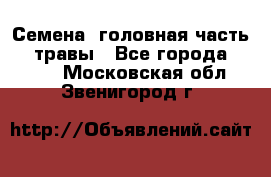 Семена (головная часть))) травы - Все города  »    . Московская обл.,Звенигород г.